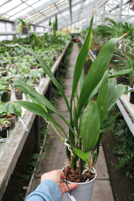 Zygopetalum 'Rhein Blue Angel'.jpg