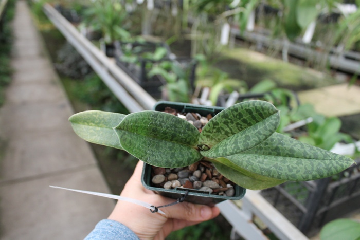 Paphiopedilum venustum.jpg