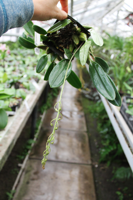 Dendrobium aggregatum.jpg