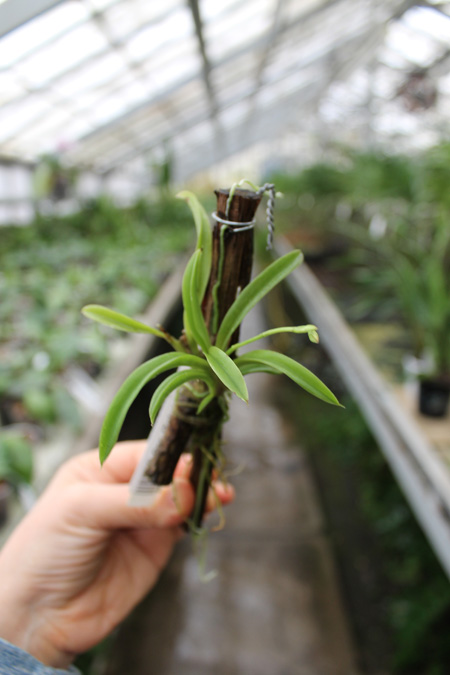 Oncidium (Tolumnia) Midas.jpg