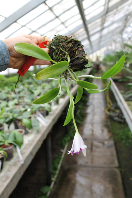 Laelia dayana coerulea 'Chojamaru' x SELF.jpg