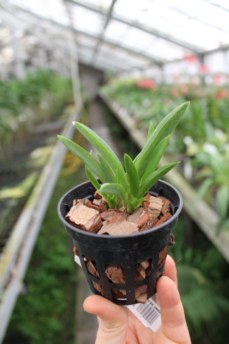 Tolumnia Jairak Rainbow 'Yellow'.jpg