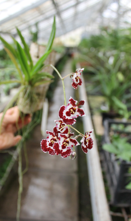 Oncidium (Tolumnia) hybrid.jpg