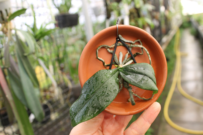 Phalaenopsis lobbii yellow & pink.jpg