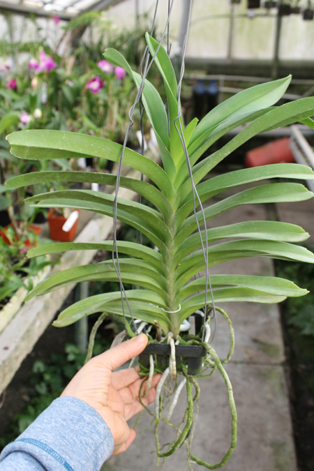 Vanda Pak Chong Blue.jpg