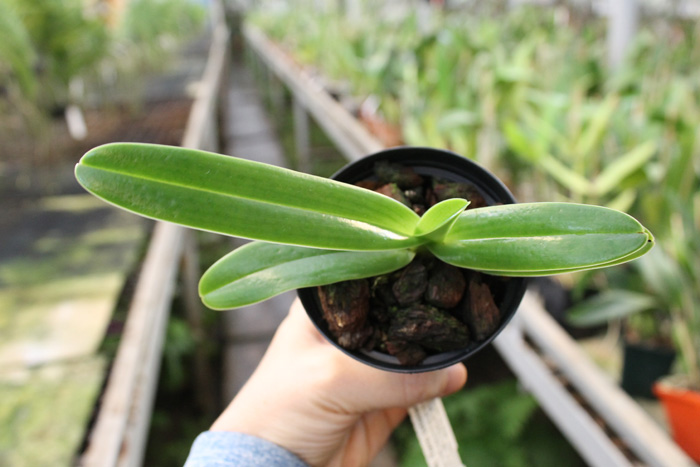 Paphiopedilum Mount Toro (stonei x philippinense).jpg