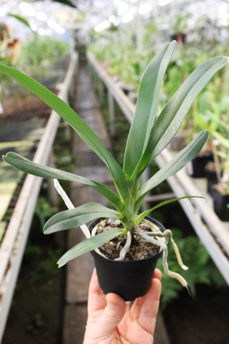 Angraecum Crestwood 'Tomorrow Star'.jpg