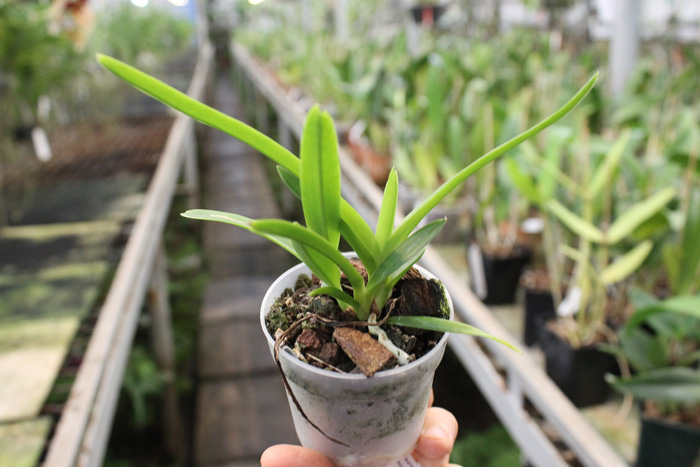 Vanda tricolor var suavis.jpg