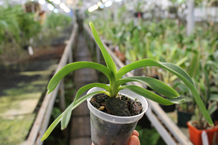 Vanda tricolor alba.jpg