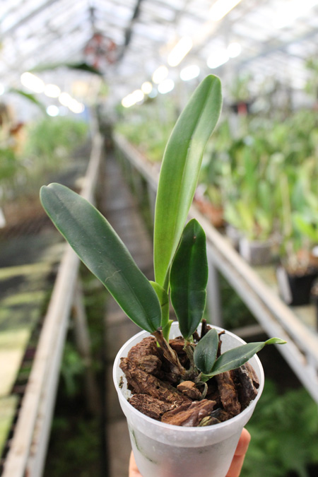 Laelia jongheana alba.jpg