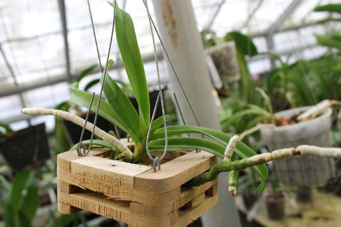 Vanda bensonii.jpg