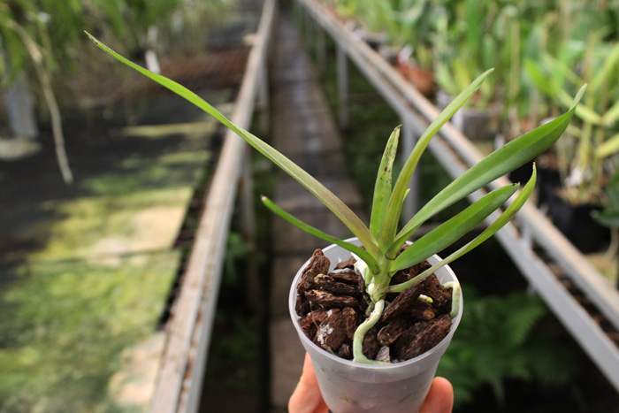 Vanda Marianne (denisoniana x tricolor).jpg