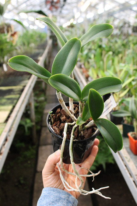 Laeliocattleya Mariechen x Cattleya aclandiae.jpg