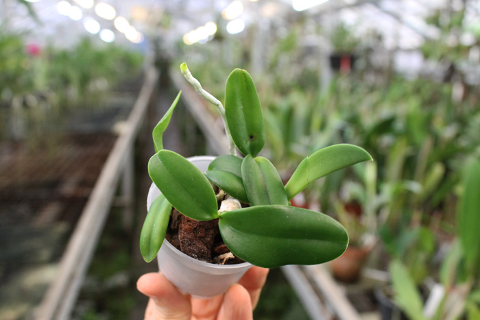 Laelia pumila alba.jpg