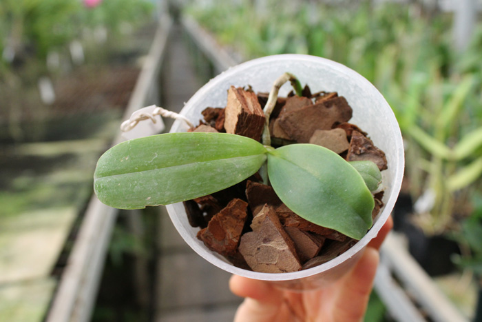 Phalaenopsis Dou-dii Rose.jpg