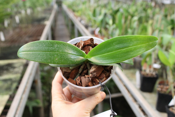 Phalaenopsis equestris 'peloric'.jpg