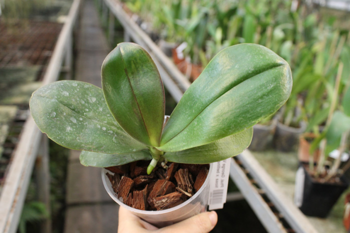 Phalaenopsis George Vasquez x (Coral Nosa x bellina).jpg