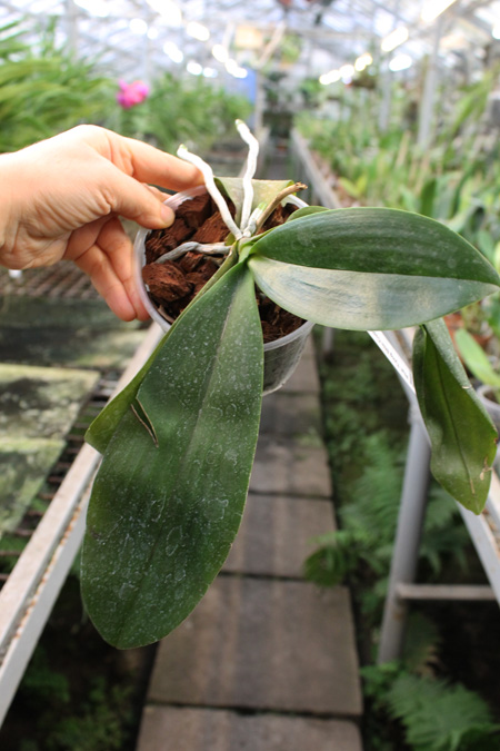 Phalaenopsis Tying Shin Cupid 'Yaphon'.jpg