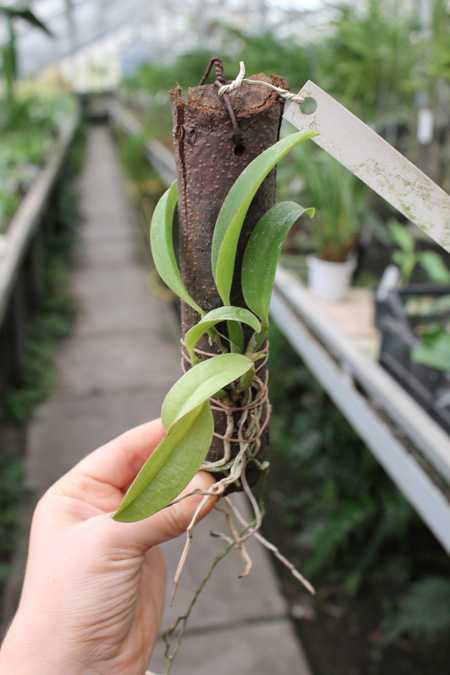 Laelia alaori escura x self.jpg