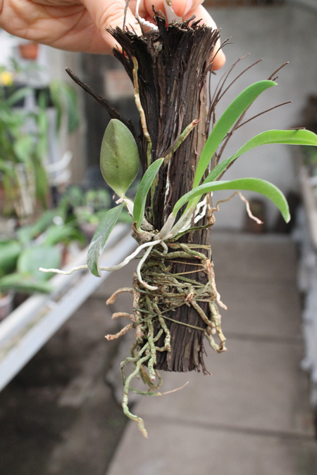 Laelia alaori escura II x Laelia alaori escura I.jpg