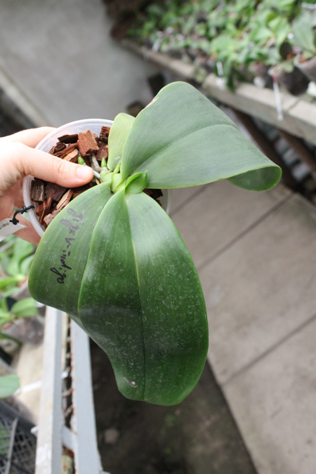 с цветоносом