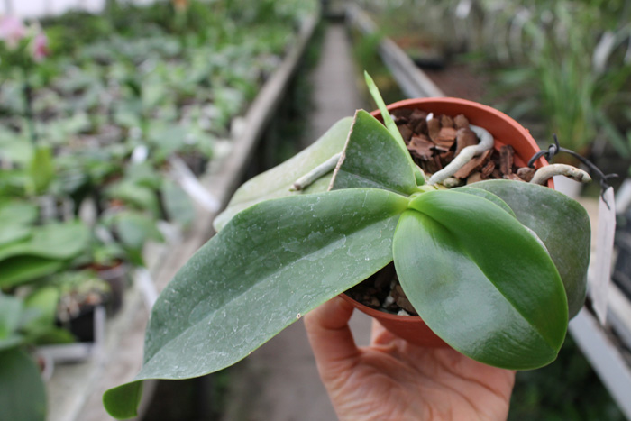 с цветоносом