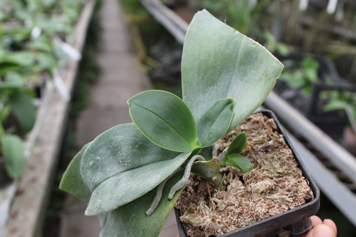 Две розетки