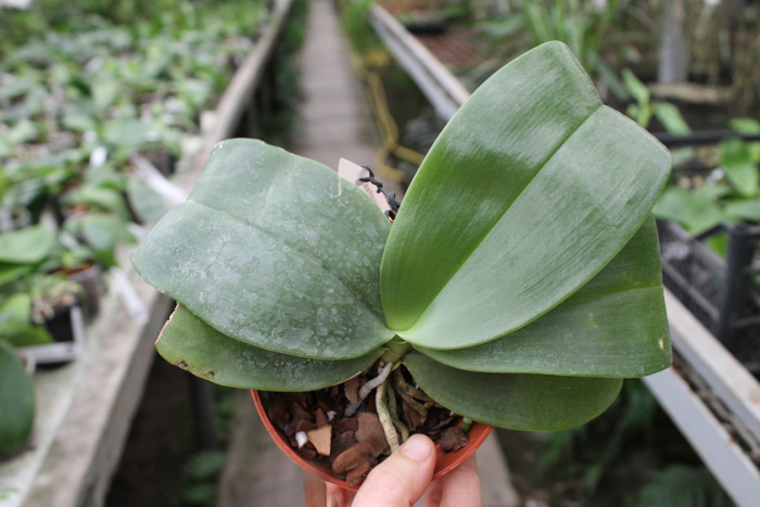 Phalaenopsis Mok Choi Yew (gigantea x violacea).jpg
