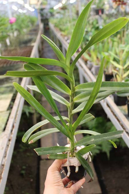Vanda Esmeralda clarkei x coerulea.jpg