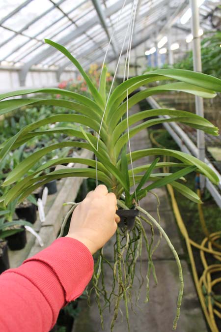 Vanda Nakorn Sawan Belle x luzonica.jpg