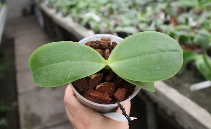 Phalaenopsis gigantea x Brother Ambo Passion.jpg