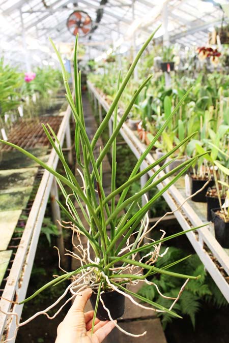 Vanda Mamo x tessellata 'blue'.jpg