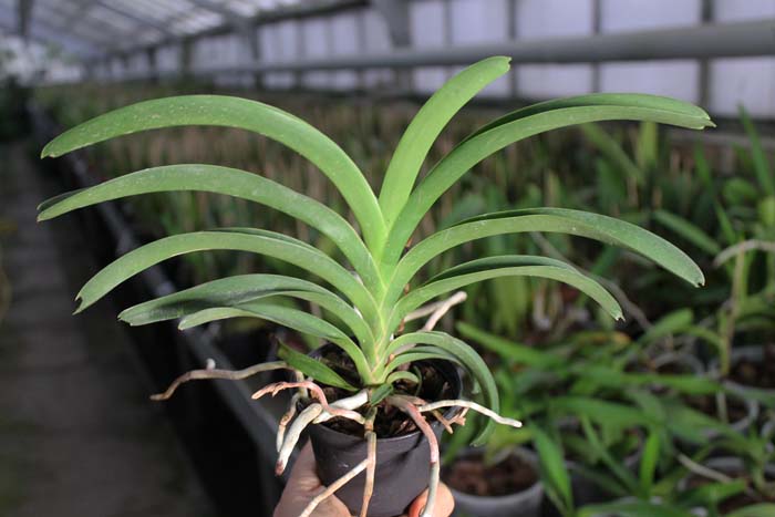 Vanda roeblingiana.jpg