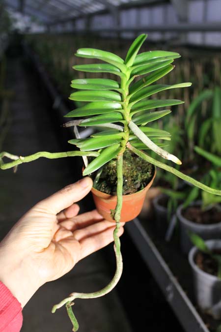 Christensonia vietnamica.jpg