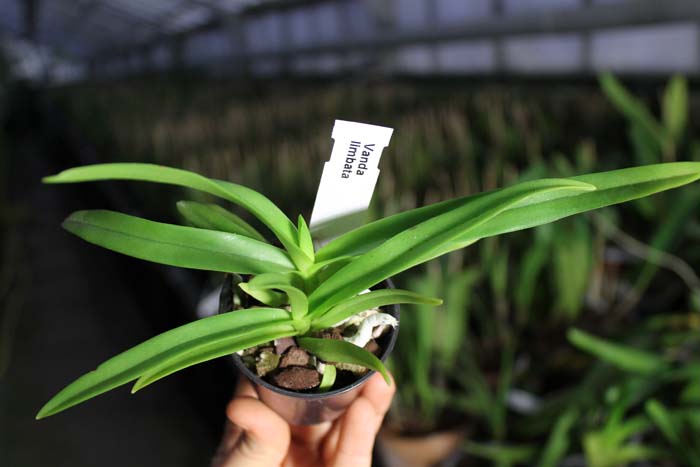 Vanda limbata.jpg