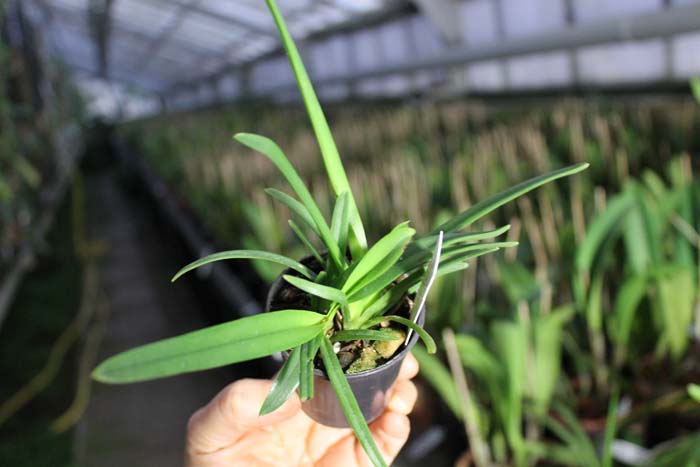 Vanda florescens.jpg