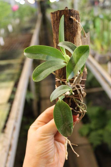 Laelia alaori escura II x Laelia alaori escura I.jpg