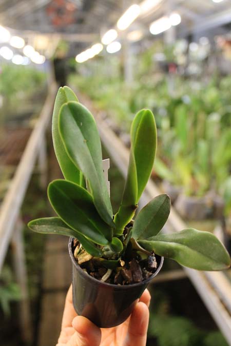 Cattleya rex '1372'.jpg