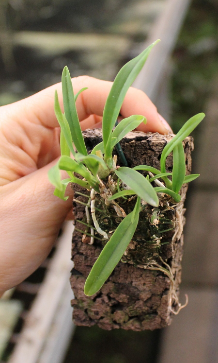 Laelia majale (sin. speciosa).JPG