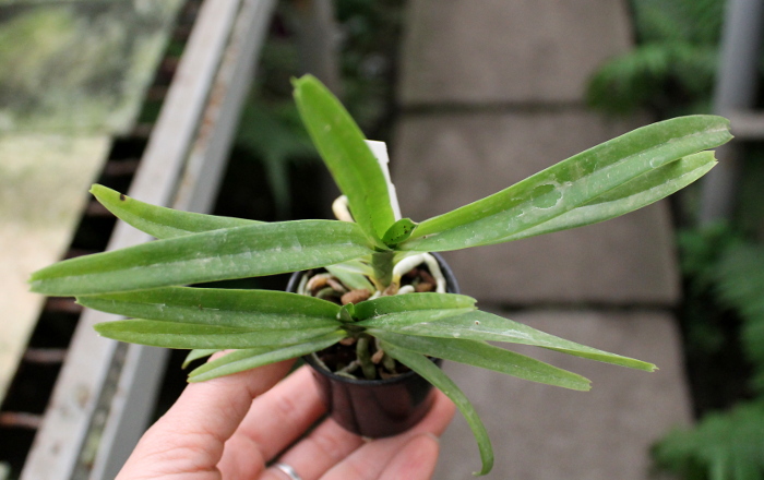 Vanda cristata.JPG