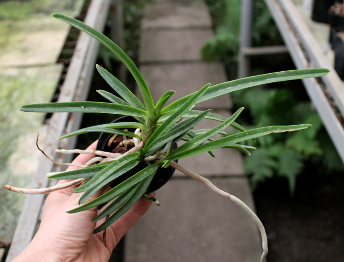vanda lamellata var. boxalii.JPG