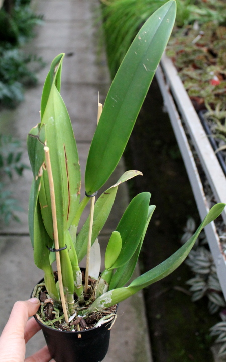 Brassolaeliocattleya Chia Lin 'Red Pearl'.JPG