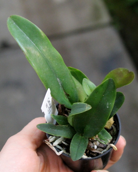 Cattleya rex '1372'.JPG