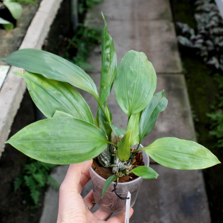 Stanhopea tigrina.JPG