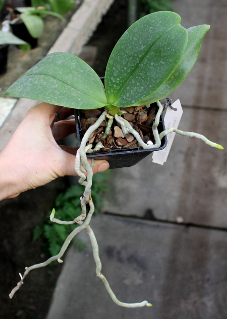 Phalaenopsis Tzu Chiang Chrisna x Phalaenopsis LD's Bear Queen.JPG