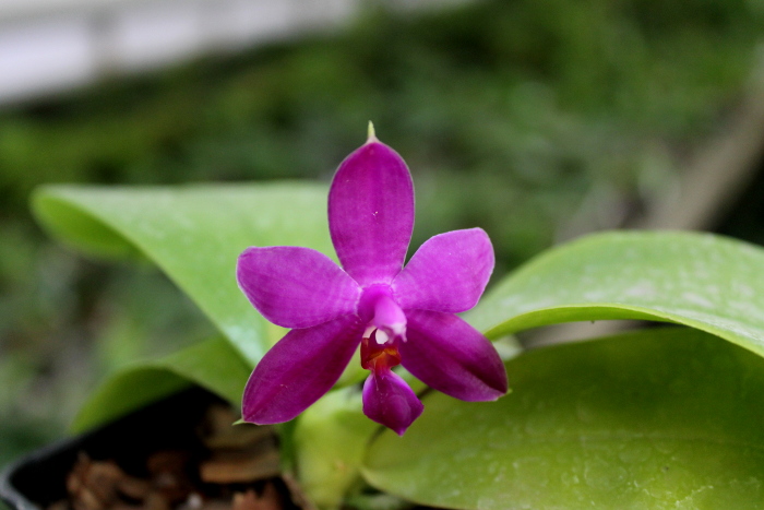 Phalaenopsis violacea 'Red'.JPG
