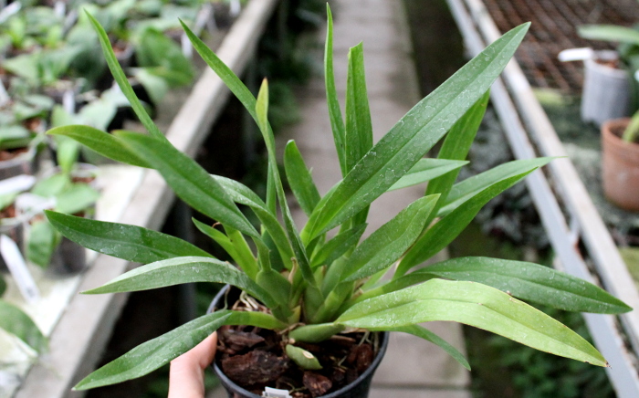 Miltonidium Rosy Sunset.JPG