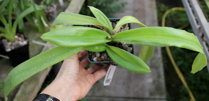 Paphiopedilum spicerianum.JPG