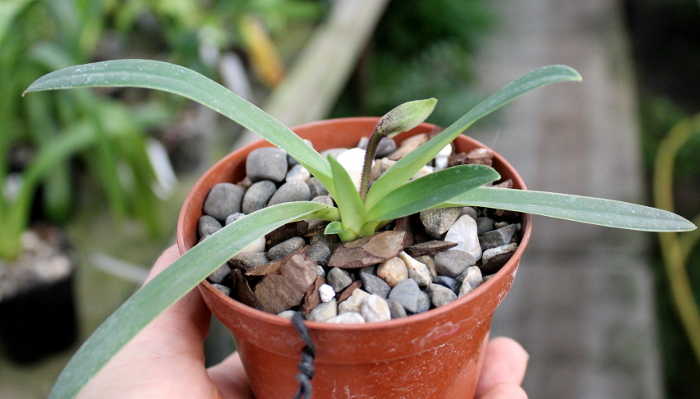 Paphiopedilum helenae.JPG