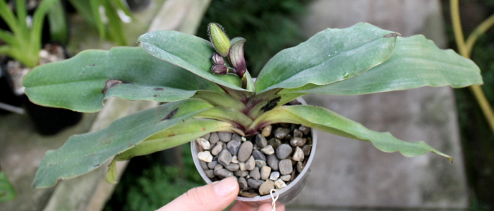 Paphiopedilum moquetteanum.JPG